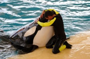 Man is hugging a very big killer whale